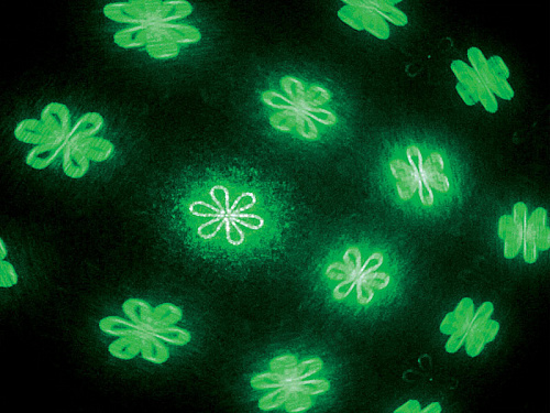 XLine GAMMA Проекционный лазер