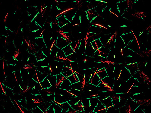 XLine BETA Проекционный лазер